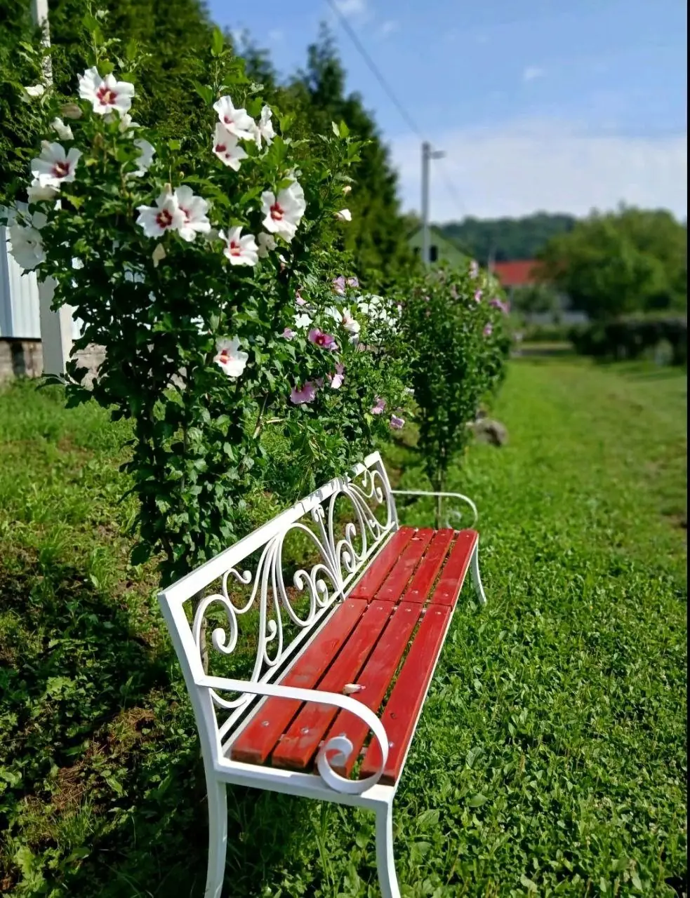 Лавка під білими гібіскусами